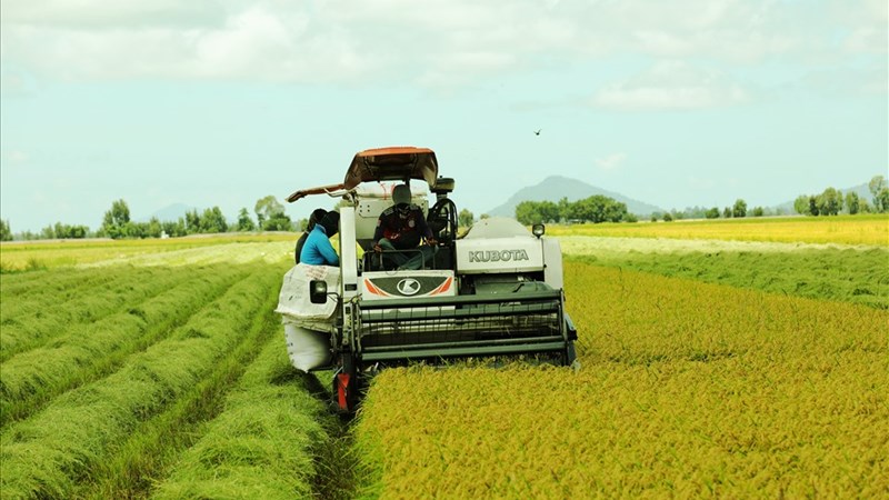 Việt Nam đang có lợi thế giành ngôi vị á quân về xuất khẩu gạo